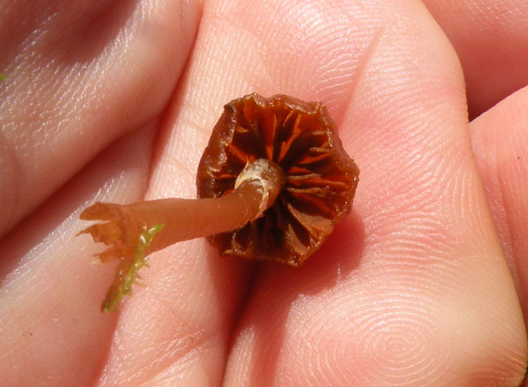 Funghetti tra il muschio